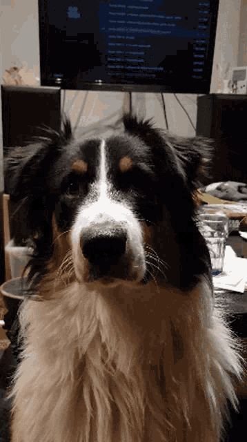 Mando Dog GIF - Mando Dog GIFs