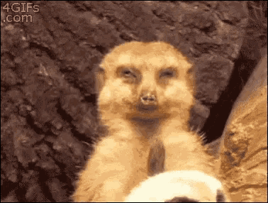 Funny Animals Meerkat GIF - Funny Animals Meerkat Sleepy GIFs