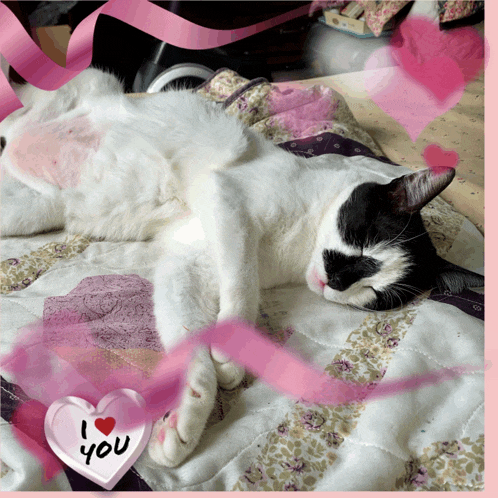 a black and white cat is laying on a bed with a heart that says i love you