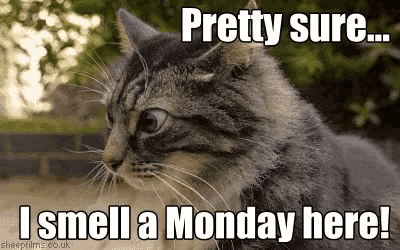 a cat with a caption that says `` pretty sure i smell a monday here ! ''