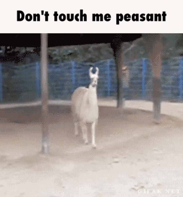 Dont Touch Me Peasant GIF - Dont Touch Me Peasant Sassy GIFs