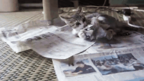 Cat Plays With Newspaper GIF - Cat Newspaper Playing GIFs