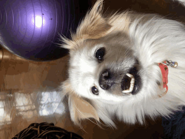 a small white dog with a red collar is looking up at the camera with a purple ball in the background
