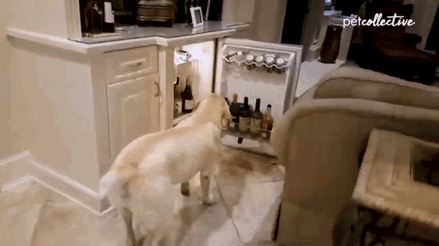 Giving Beer The Pet Collective GIF - Giving Beer The Pet Collective Chores GIFs