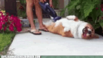 a person is vacuuming a dog that is laying on its back on the sidewalk .