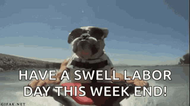 a dog wearing sunglasses is riding a jet ski in the water .