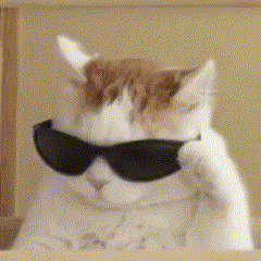 a cat wearing sunglasses is sitting on a shelf and looking at the camera .