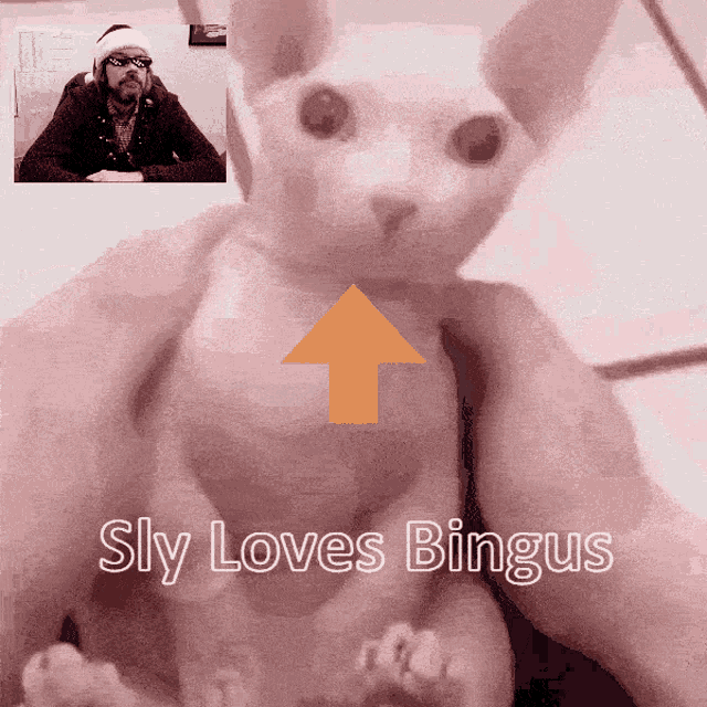 Sly Polish GIF - Sly Polish Bingus GIFs