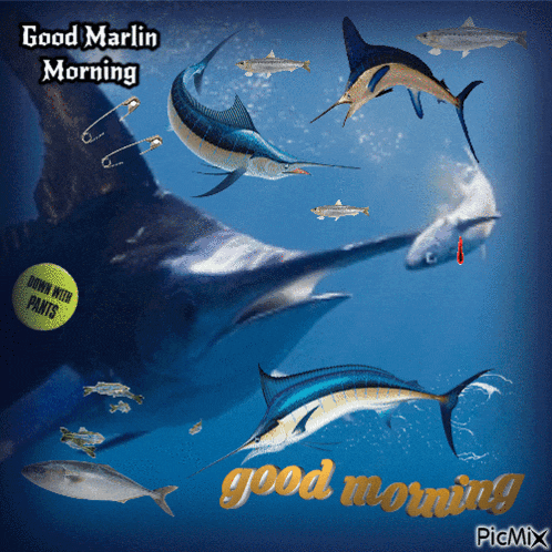 a good morning greeting card with sharks and a tennis ball that says " down with pants "