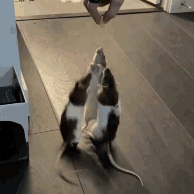 three mice are standing on a wooden floor and one is being fed