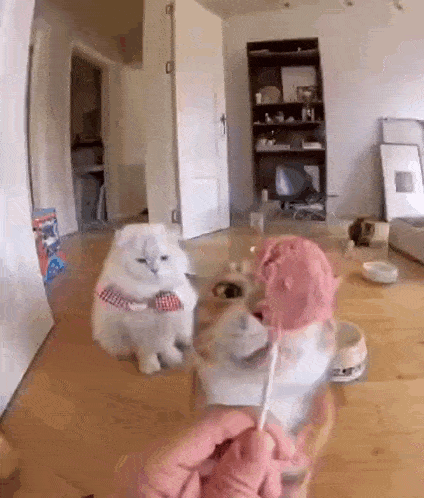 a cat is eating an ice cream cone in a living room .