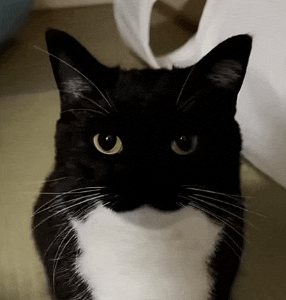 a close up of a black and white cat with yellow eyes