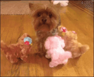 a small dog is playing with stuffed animals on a wooden floor with a gif from 4gifs.com