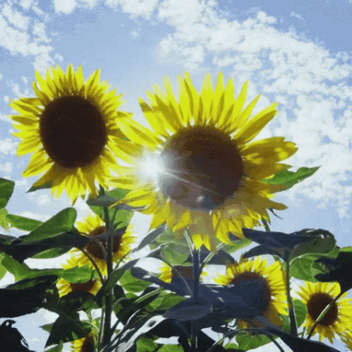 sunflowers against a blue sky with clouds