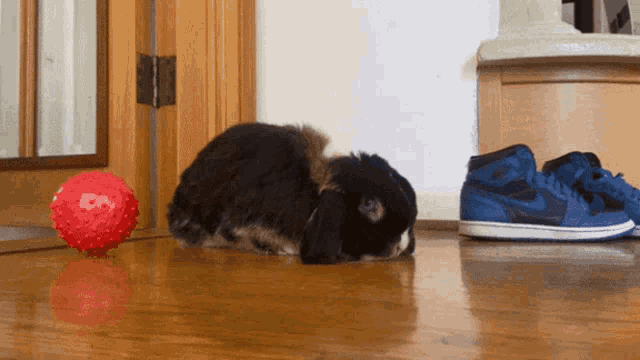 a dog laying on the floor next to a pair of shoes