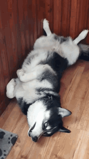 Dog Wake Up GIF - Dog Wake Up Husky GIFs