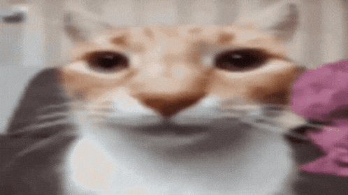 a close up of a cat looking at the camera .