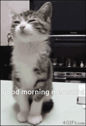 Good Morning Cat GIF - Good Morning Cat Meowstie GIFs