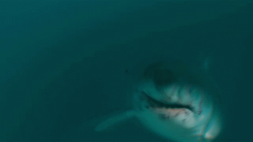 Movie Title The Requin GIF - Movie Title The Requin Film Title GIFs
