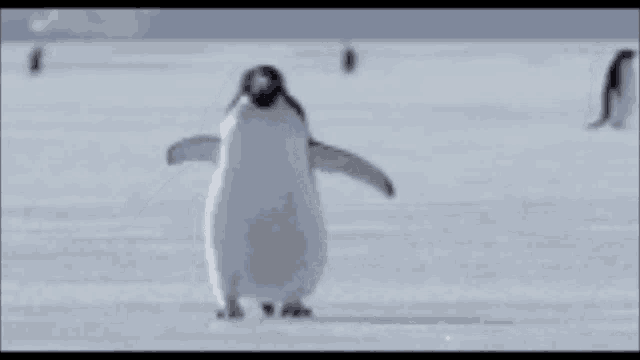 a penguin is standing in the snow with the words `` bitch wut '' written on the screen .