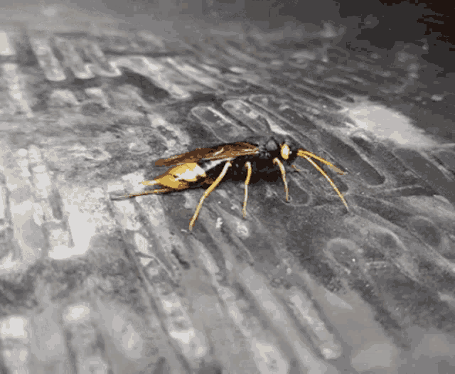 Insect Attack GIF - Insect Attack Monster GIFs