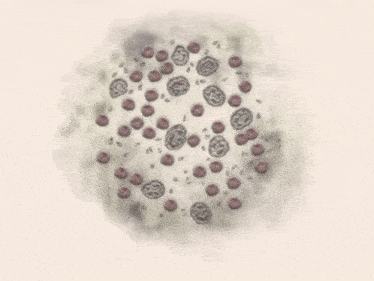 a blurred image of a circle of berries on a white background