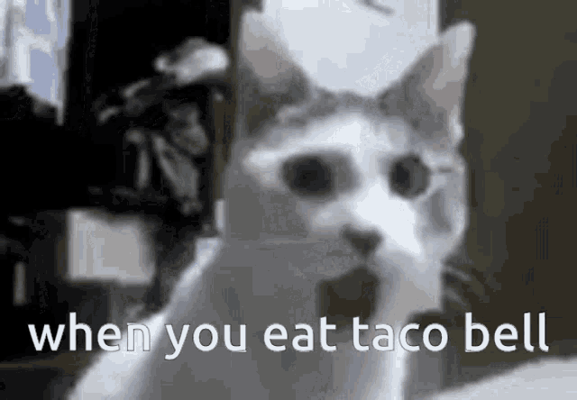 Omg Shocked Cat GIF - Omg Shocked Cat Taco Bell GIFs