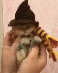 Halloween Kitty GIF - Halloween Kitty Witch GIFs