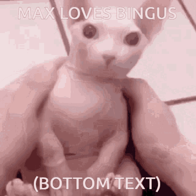 Max Loves Bingus Bingus Love GIF - Max Loves Bingus Bingus Love Bingus GIFs