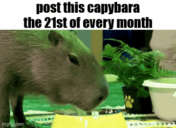 a capybara drinking water from a yellow bowl on a table .