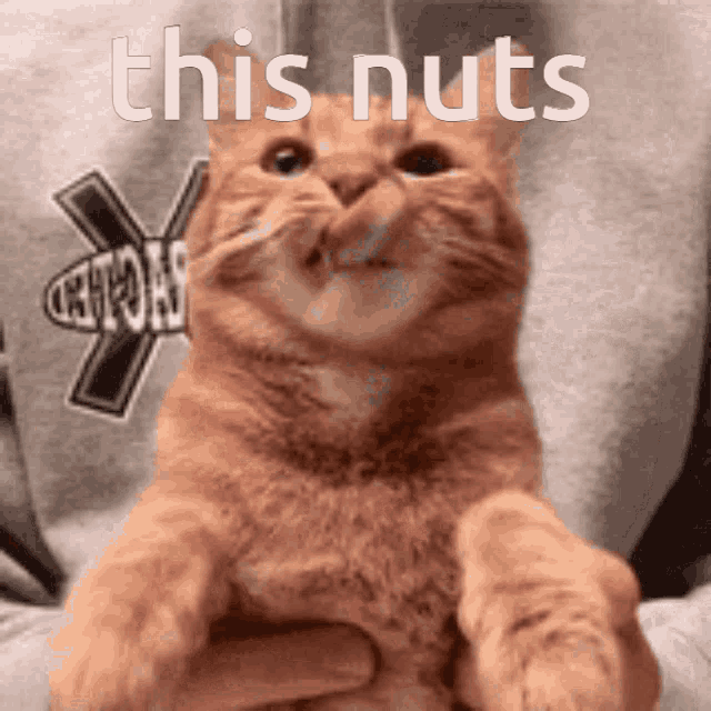 This Nuts GIF - This Nuts GIFs