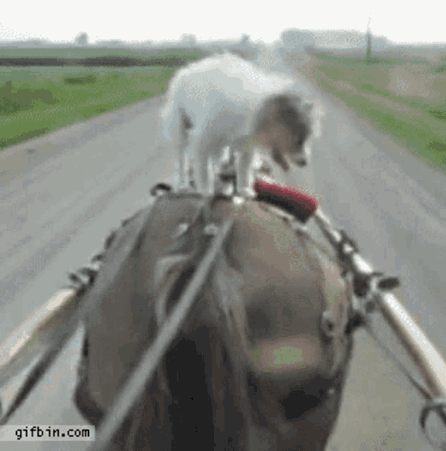 Horse Dog GIF - Horse Dog GIFs