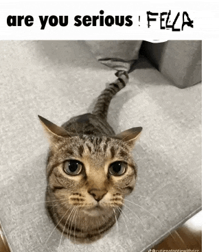 a cat laying on a couch with the caption " are you serious ! fella "