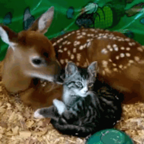Cat Licking GIF - Cat Licking Deer GIFs