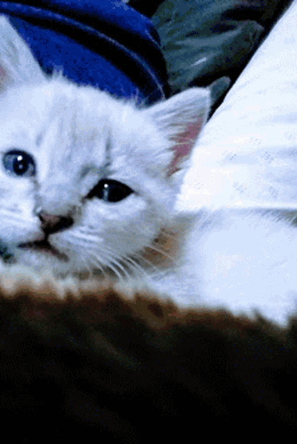 a close up of a white cat laying down on a bed