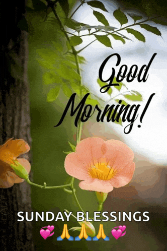 a picture of a flower with the words good morning sunday blessings below it