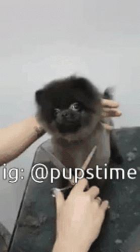 Dog Pup GIF - Dog Pup Puppy GIFs