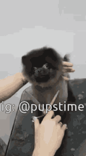 a person is cutting a dog 's hair with scissors on a table .