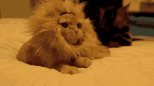 a cat with a lion mane on its head