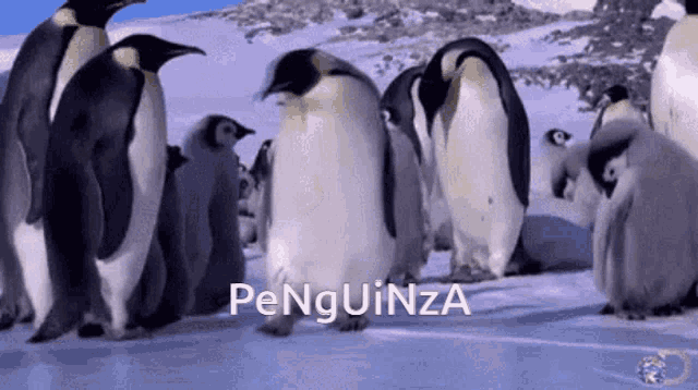 a group of penguins are standing in the snow and the word penguinza is visible