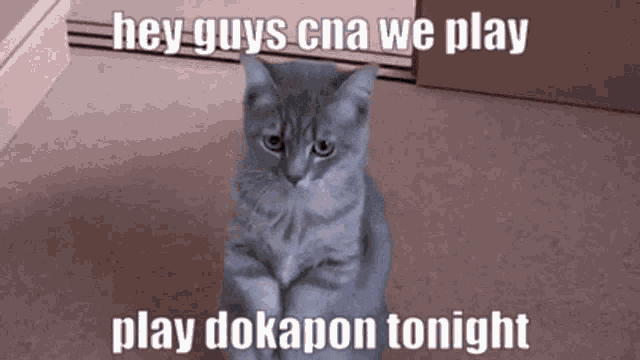 a cat with a caption that says " hey guys cna we play play dokapon tonight "