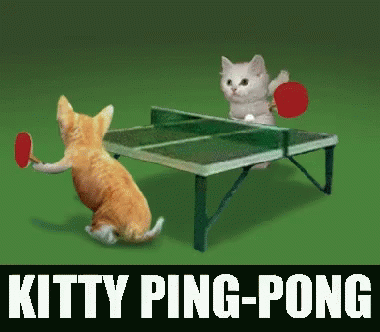Pingpong Kitty GIF