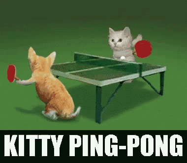 two kittens are playing ping pong on a table