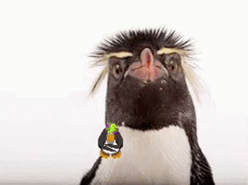Penguin Omg GIF - Penguin Omg Ahh GIFs