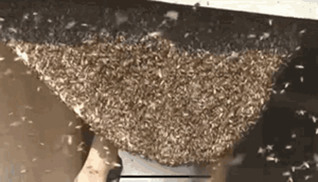 Bees Insects GIF - Bees Bee Insects GIFs