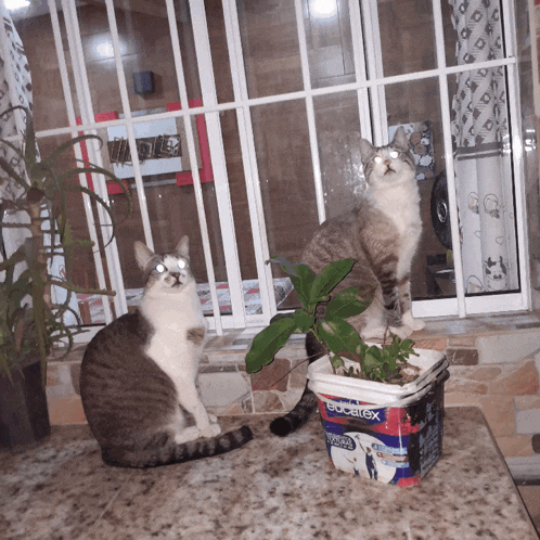two cats are sitting on a counter next to a container of bucarex