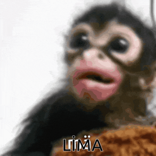 a close up of a monkey with the word lima written on the bottom