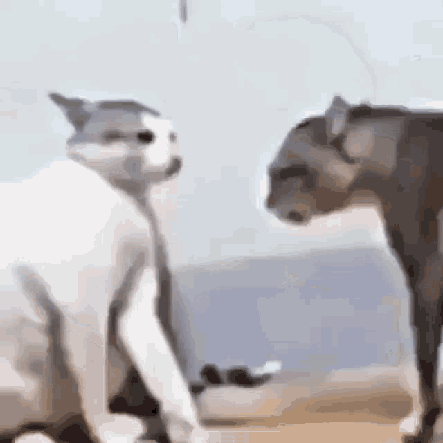 Cats Cat Fight GIF - Cats Cat Cat Fight GIFs