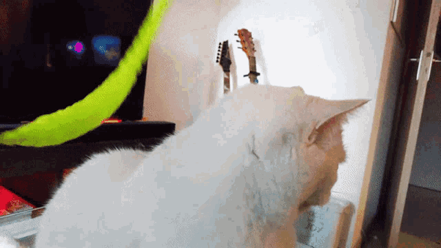 Ness Retarded Ness GIF - Ness Retarded Ness Retarded Cat GIFs