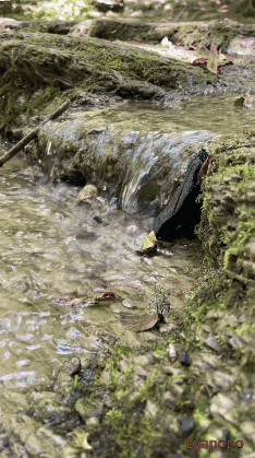 a picture of a stream with the word lyapopo on the bottom